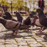 Les avantages d’un depigeonnage professionnel à lyon