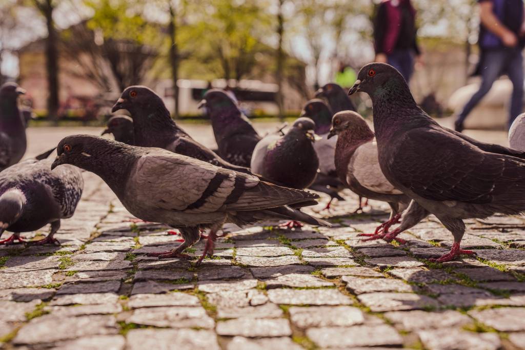 Les avantages d’un depigeonnage professionnel à lyon